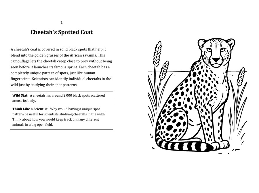 Look inside sample spread: Cheetah's Spotted Coat fact page with matching coloring illustration