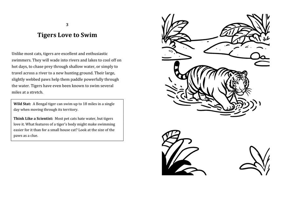 Look inside sample spread: Tigers Love to Swim fact page with matching coloring illustration