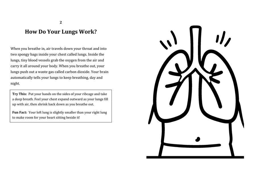 Look inside sample spread: How Do Your Lungs Work? fact page with matching coloring illustration